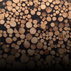 ترخیص چوب و اشیاء چوبی